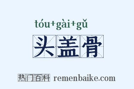 头盖骨是什么意思的图片